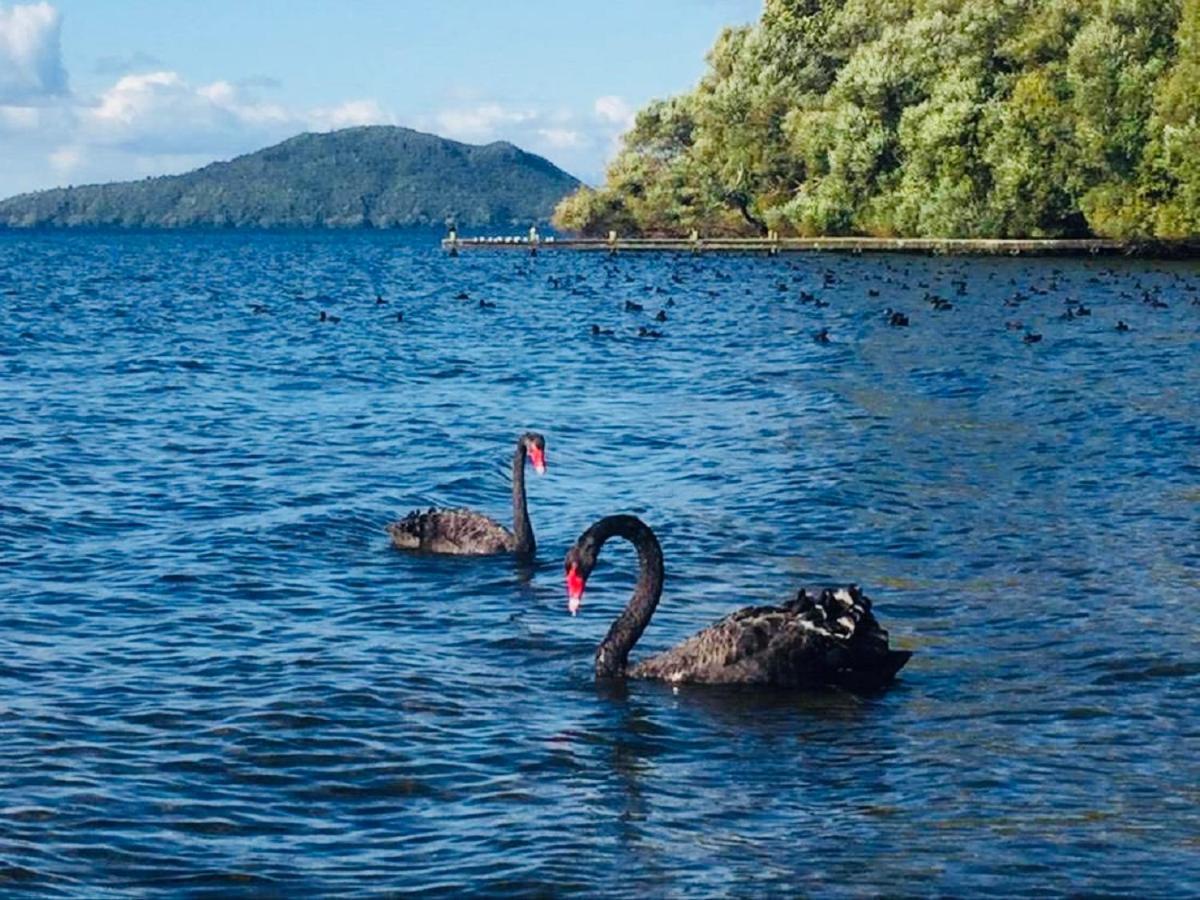 Gemini Rotorua